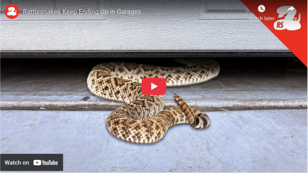 Rattlesnakes End Up in Garages